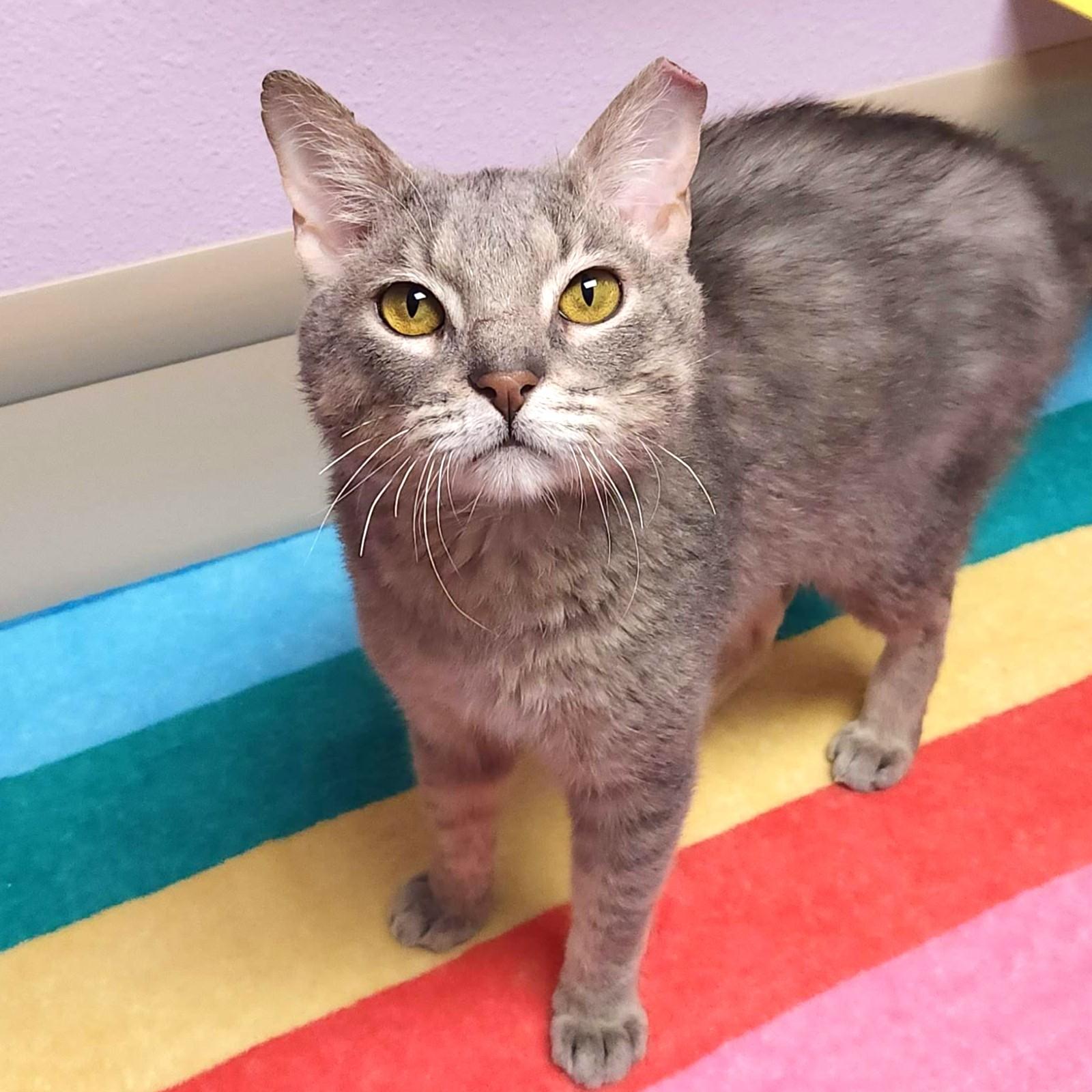 Enlarge Link, a ADOPTABLE Domestic Short Hair in Marshfield, WI image 1/6