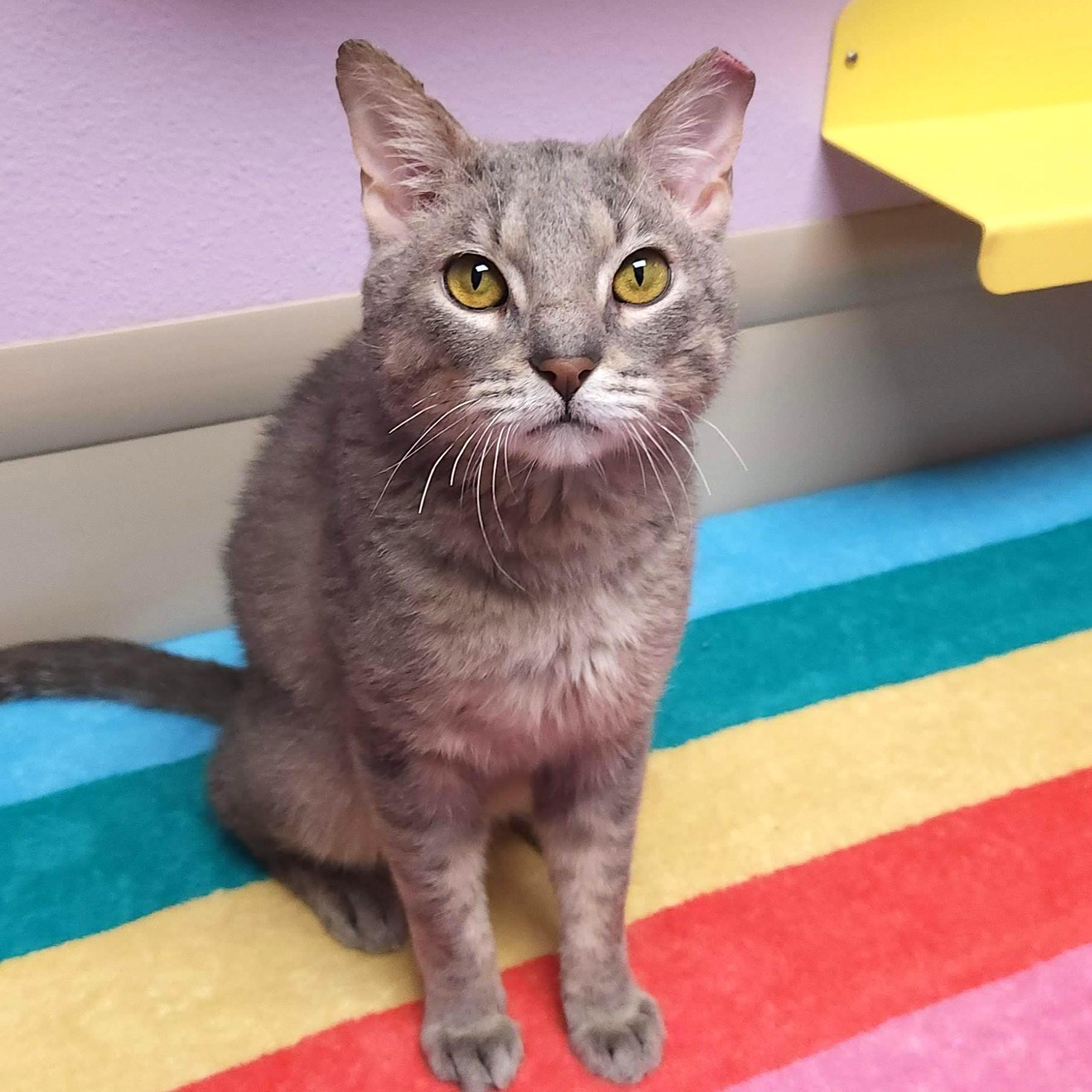 Enlarge Link, a ADOPTABLE Domestic Short Hair in Marshfield, WI image 5/6