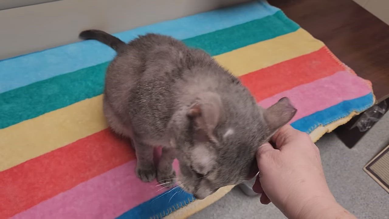 Enlarge Link, a ADOPTABLE Domestic Short Hair in Marshfield, WI video 6/6