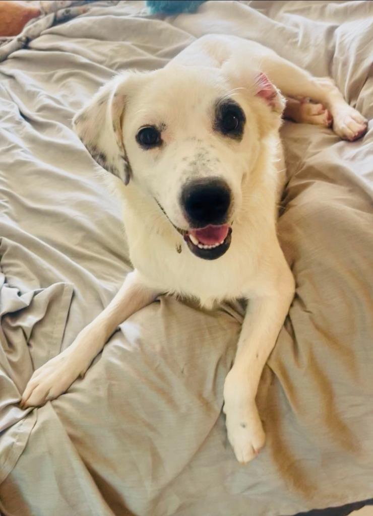 Charlie, Adoptable, Young Female Australian Cattle Dog / Blue Heeler & Mixed Breed.