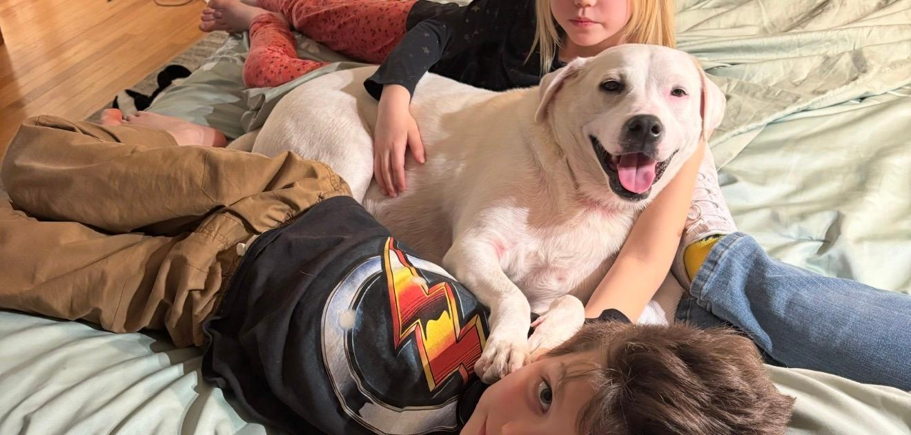 Sky, Adoptable, Adult Male Labrador Retriever.