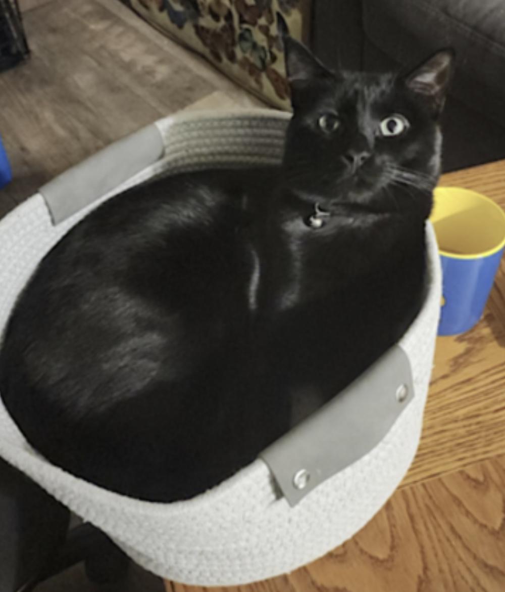 Nugget — thumbnail 3