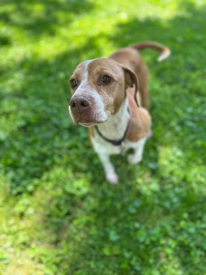 Sadie *COURTEST POST*, Adoptable, Senior Female Hound.