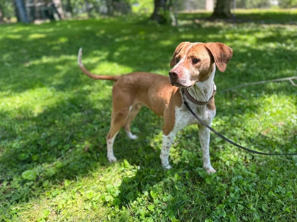 Sadie *COURTEST POST*, Adoptable, Senior Female Hound & Mixed Breed.