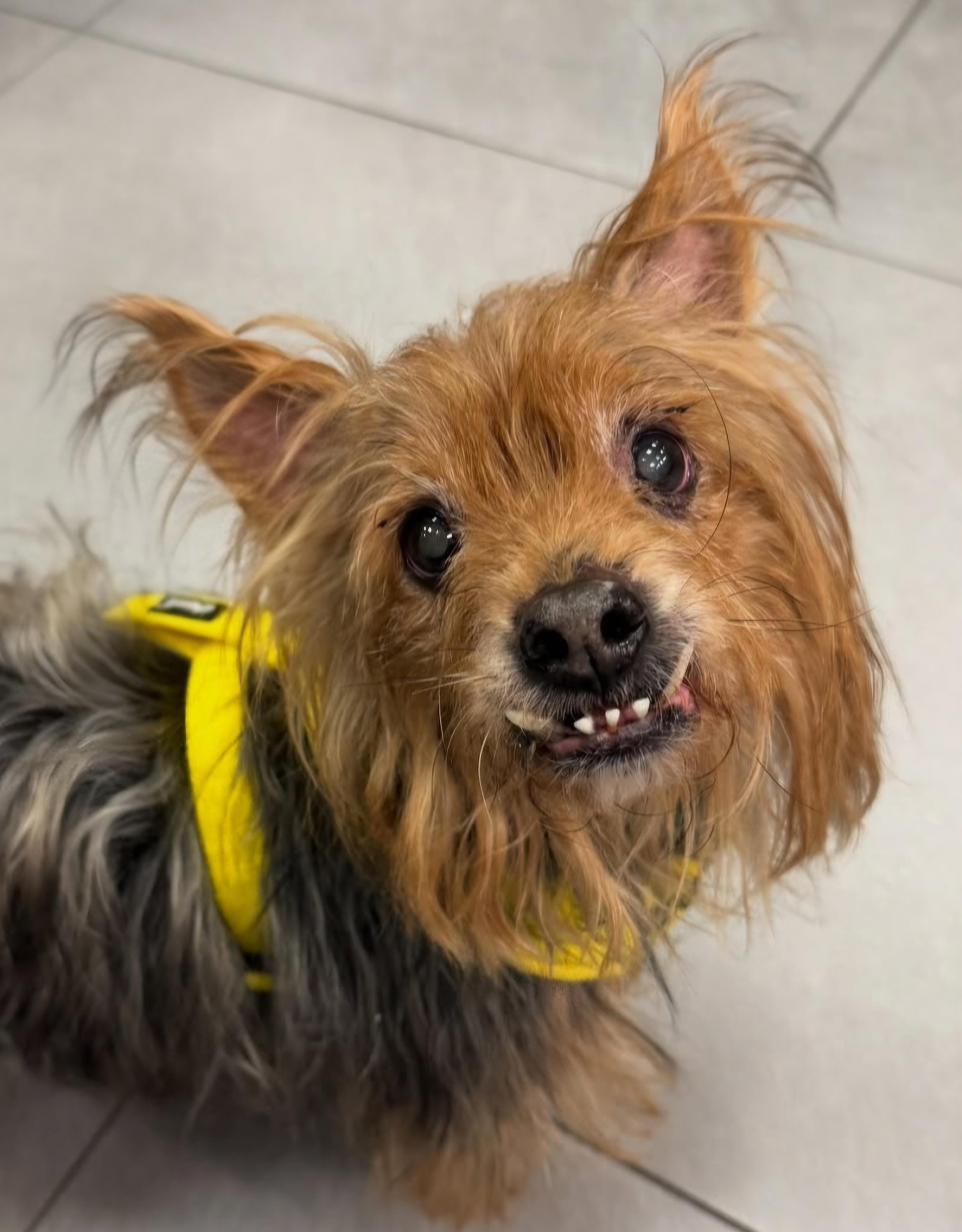 Enlarge Darby, an adoptable mixed breed in Raleigh, NC image 1/2