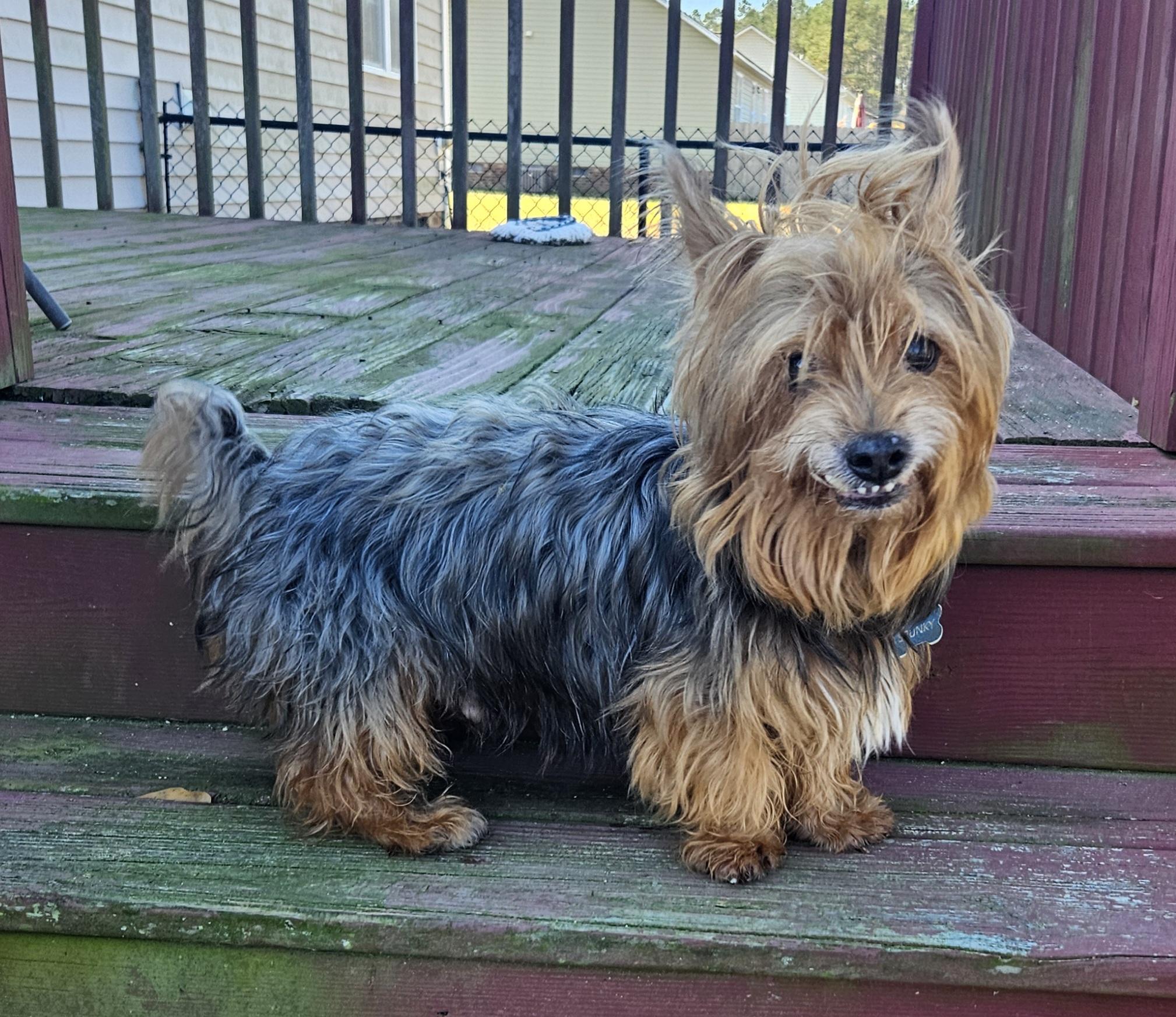 Enlarge Darby, an adoptable mixed breed in Raleigh, NC image 2/2