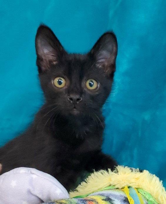Frankie, Adopted, Kitten Male Domestic Medium Hair.