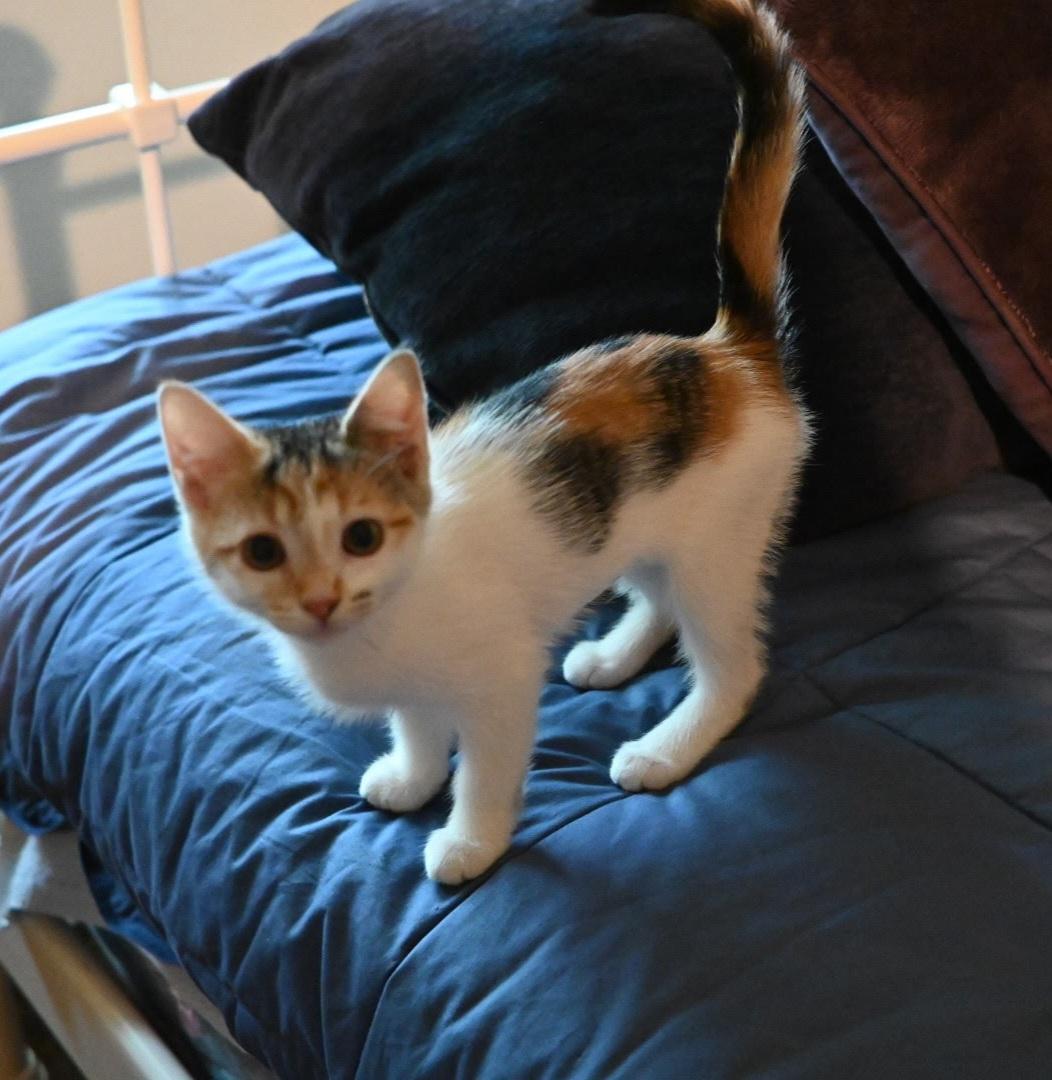 Enlarge Xena & Gabby, a ADOPTABLE Calico in Des Moines , WA image 4/6