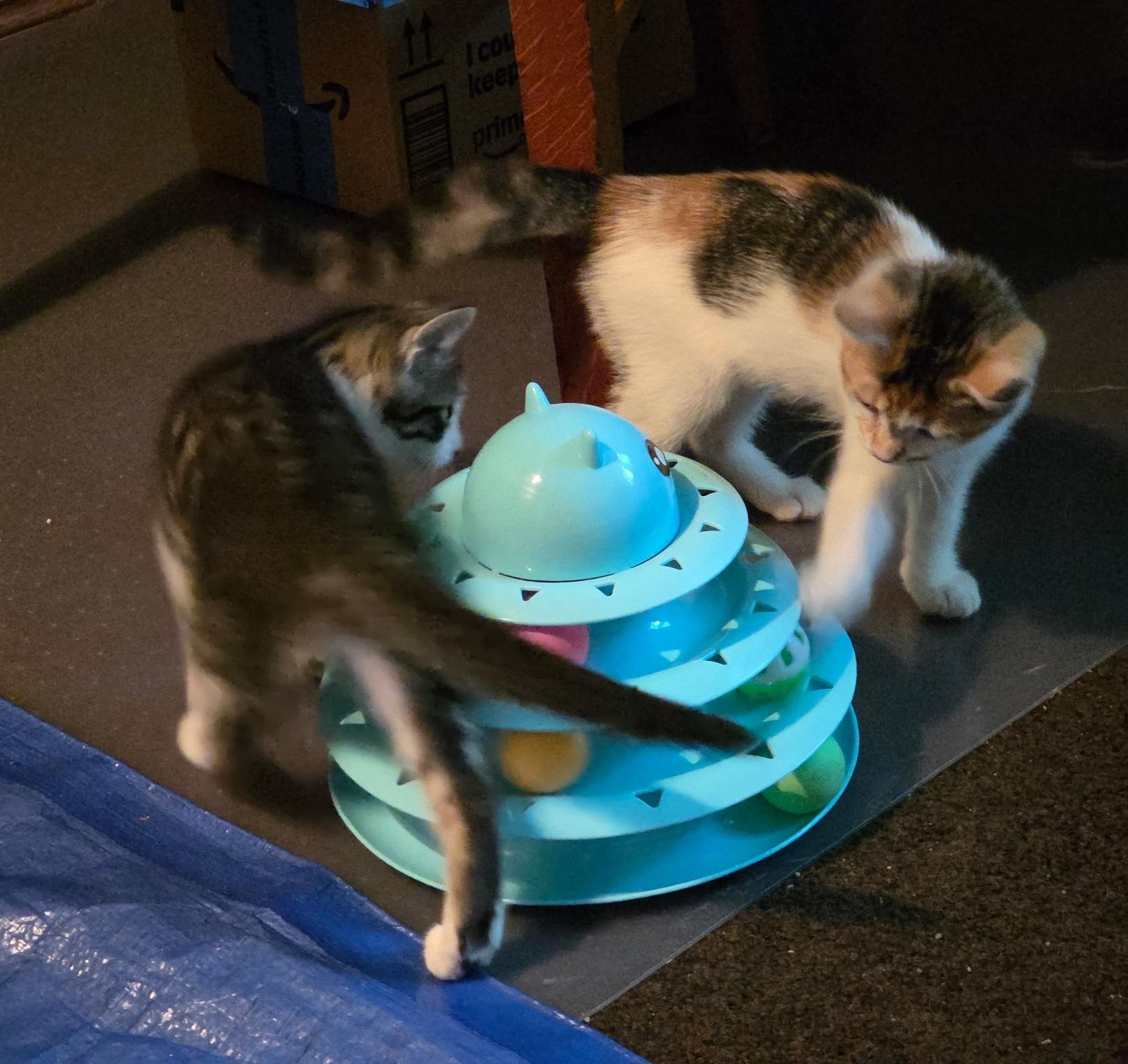 Enlarge Xena & Gabby, a ADOPTABLE Calico in Des Moines , WA image 3/6
