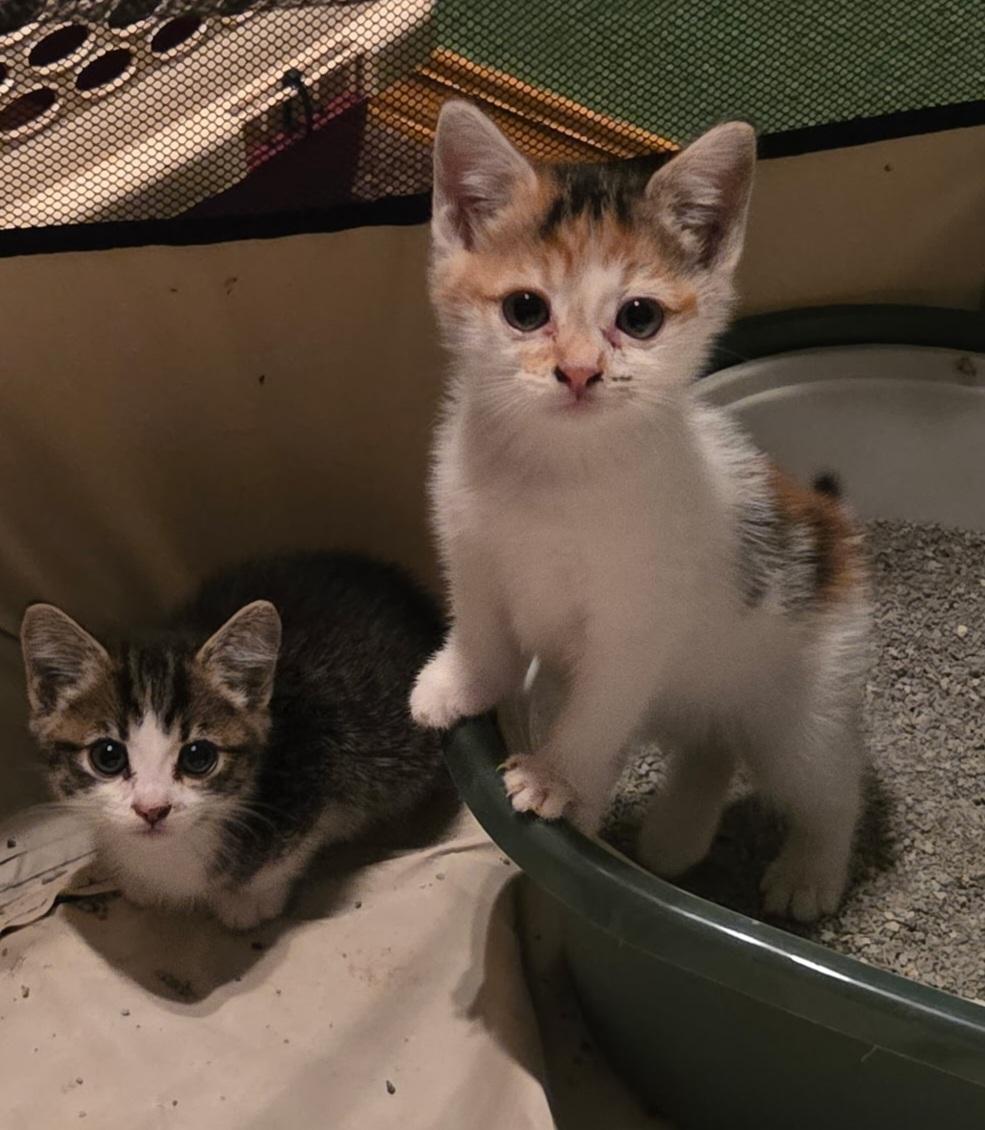 Enlarge Xena & Gabby, a ADOPTABLE Calico in Des Moines , WA image 1/6