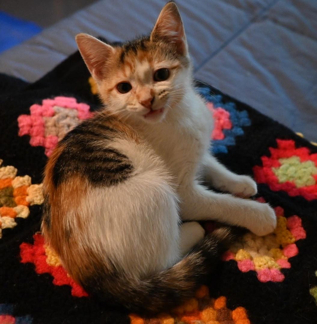 Enlarge Xena & Gabby, a ADOPTABLE Calico in Des Moines , WA image 5/6