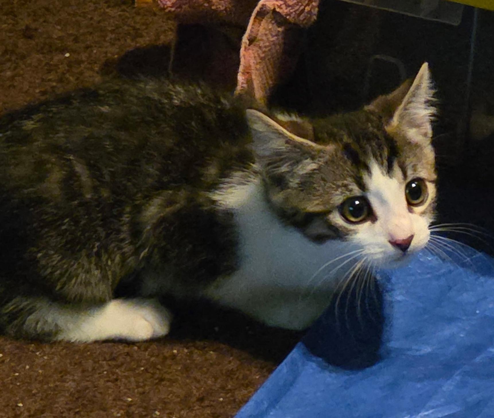 Enlarge Xena & Gabby, a ADOPTABLE Calico in Des Moines , WA image 6/6