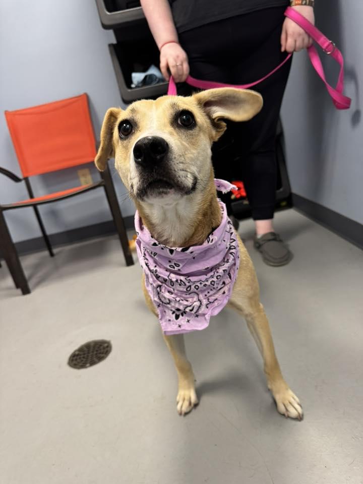 Carmelo, a Adoptable mixed breed in Zanesville, OH image 1/2