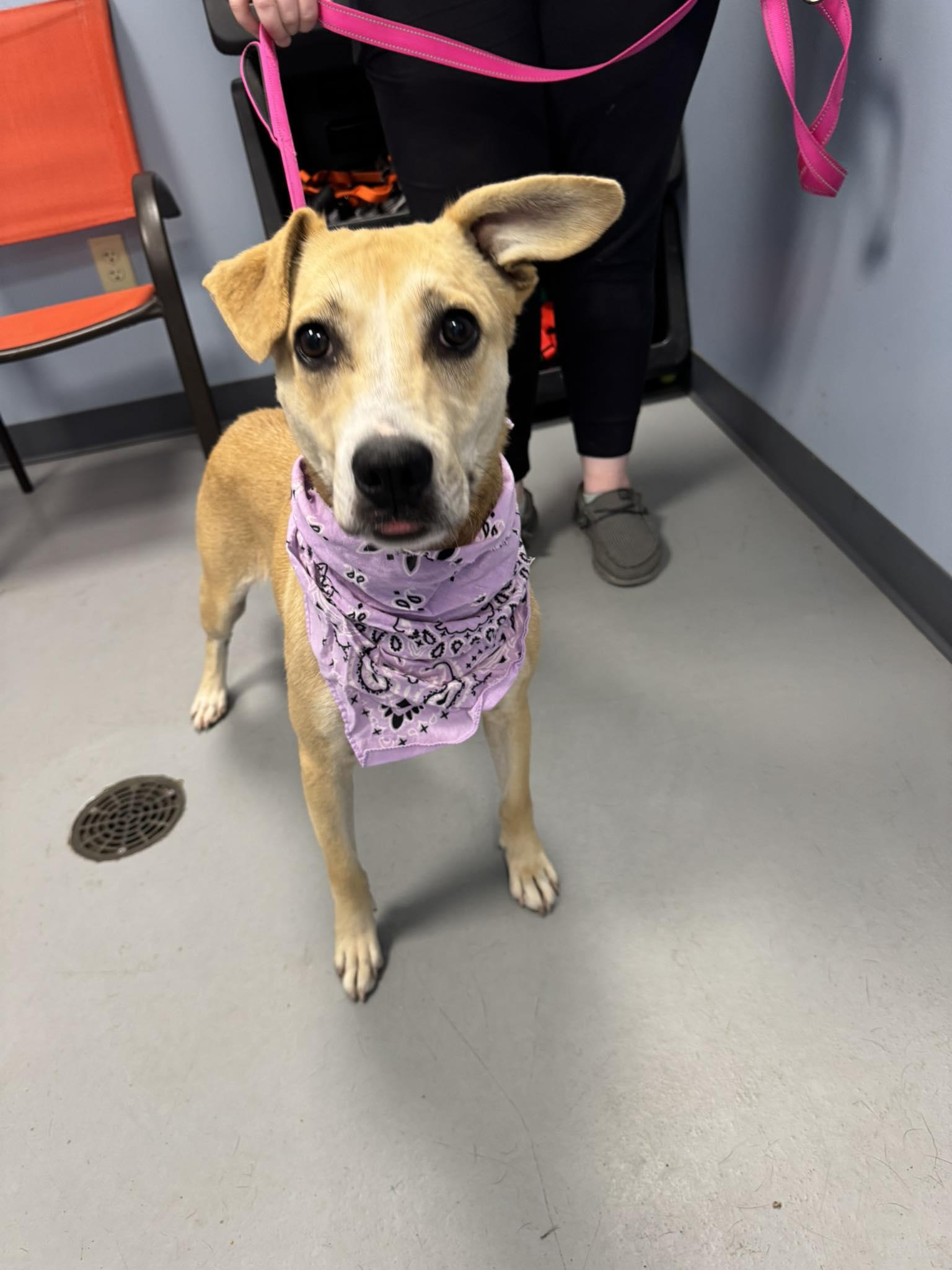 Carmelo, a Adoptable mixed breed in Zanesville, OH image 2/2