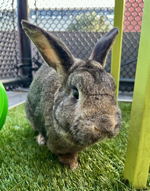 PETER, Adoptable, Young Male Bunny Rabbit.