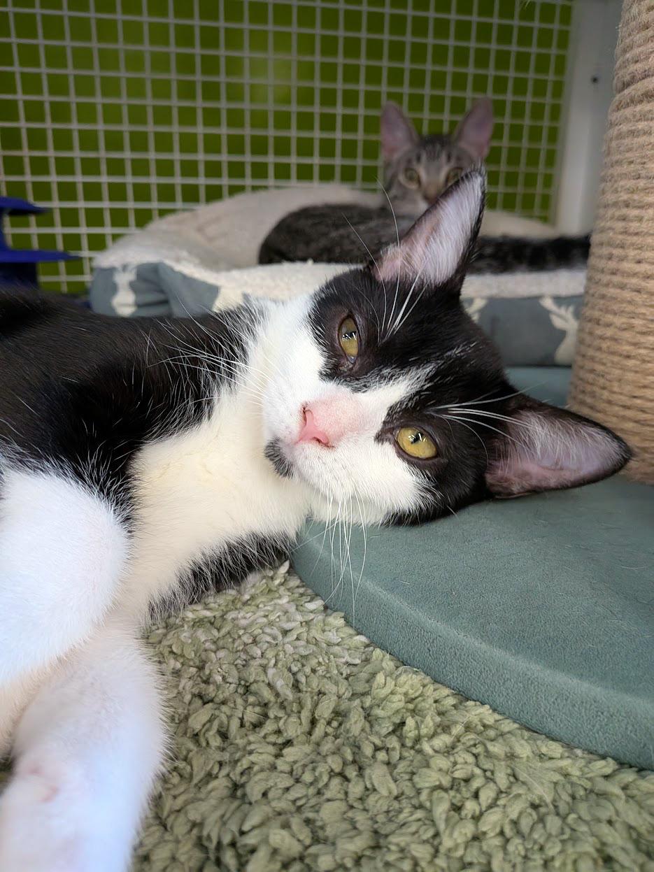 Rosy, ADOPTABLE, Kitten Female Domestic Short Hair.
