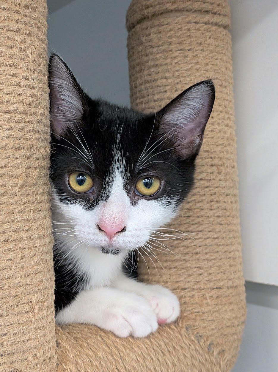 Enlarge Rosy, a ADOPTABLE mixed breed in Lake Monroe, FL image 2/3