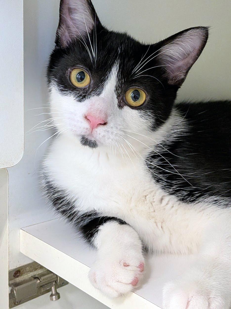 Rosy, Adoptable, Kitten Female Domestic Short Hair.