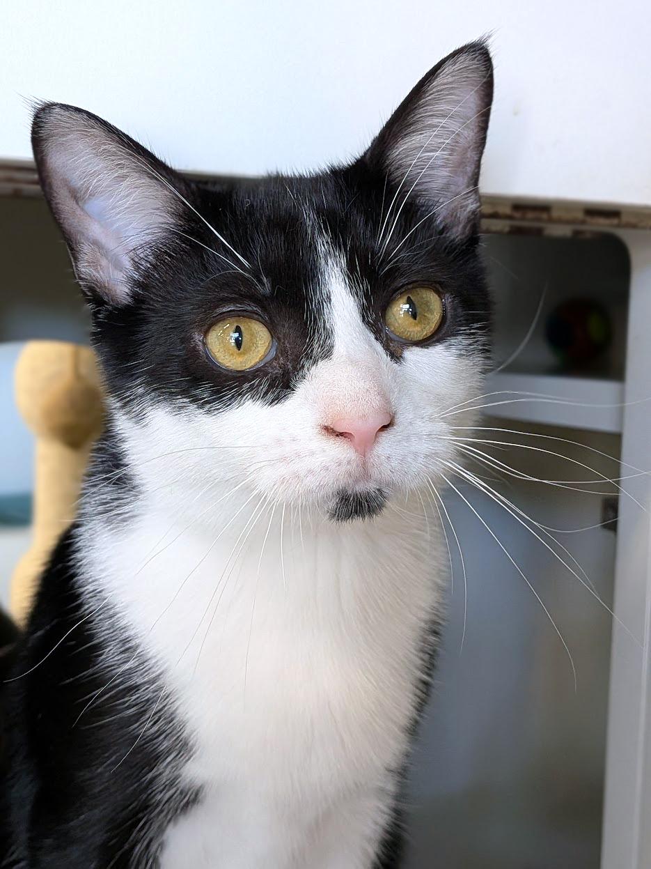 Rosy (check out my video), Adoptable, Kitten Female Domestic Short Hair.