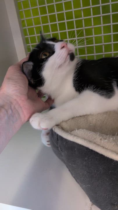 Enlarge Rosy (check out my video), a Adoptable mixed breed in Lake Monroe, FL video 2/6