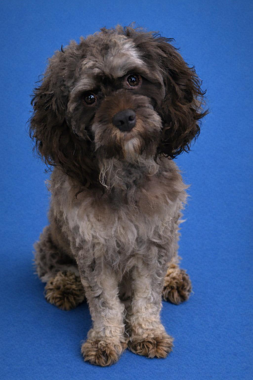 Enlarge Beckham #0018, an adopted mixed breed in Waldorf, MD image 2/2