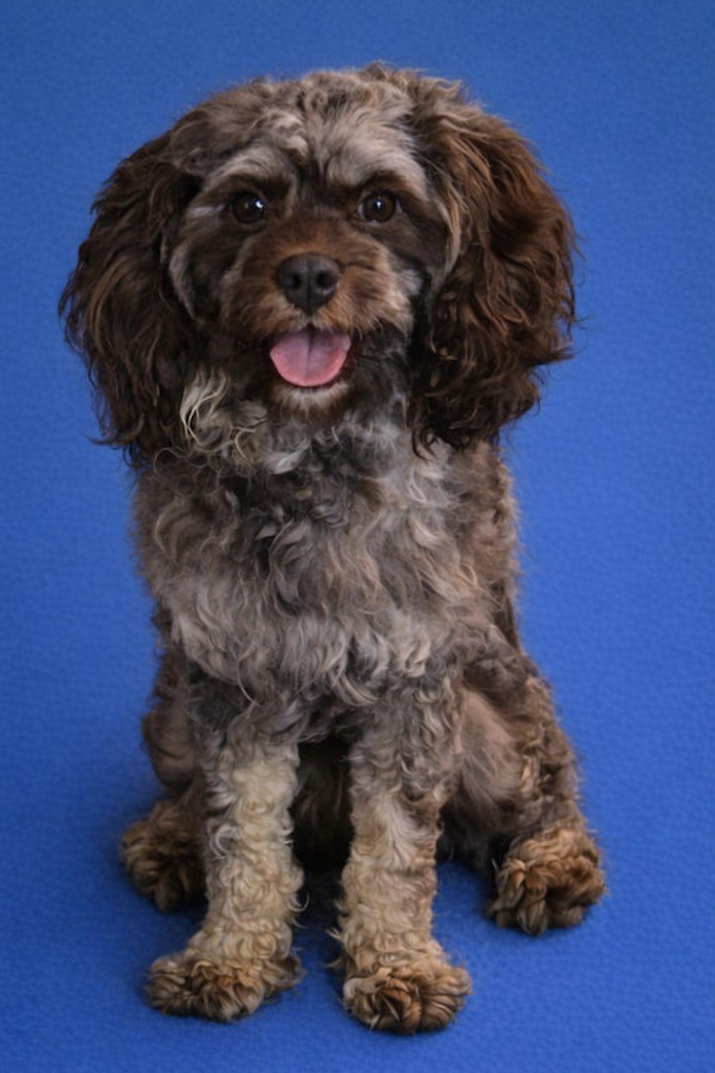 Beckham #0018, adopted, Adult Male Cockapoo & Miniature Schnauzer.