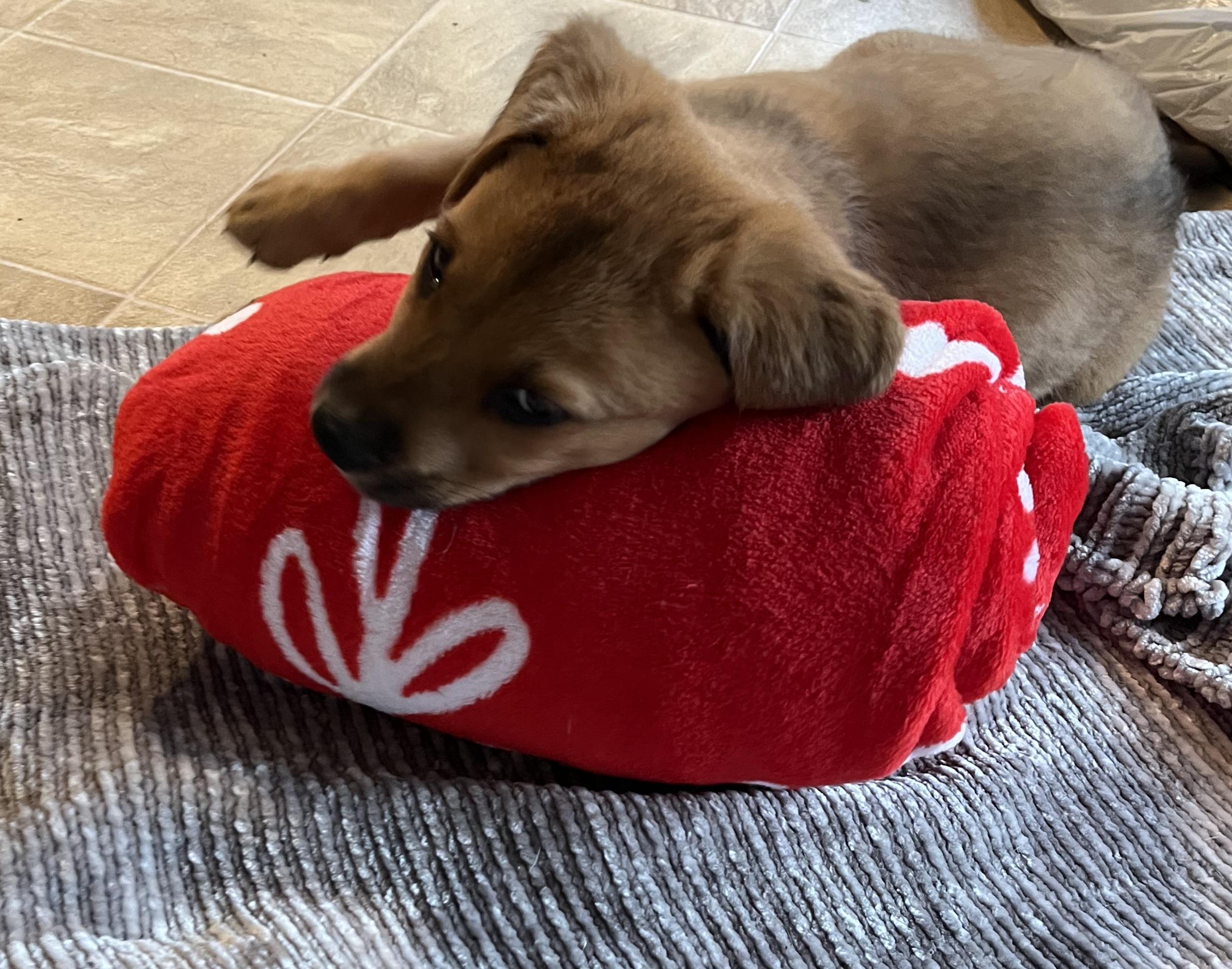 Enlarge Nicholas , a ADOPTABLE mixed breed in Elwood, NJ image 2/3