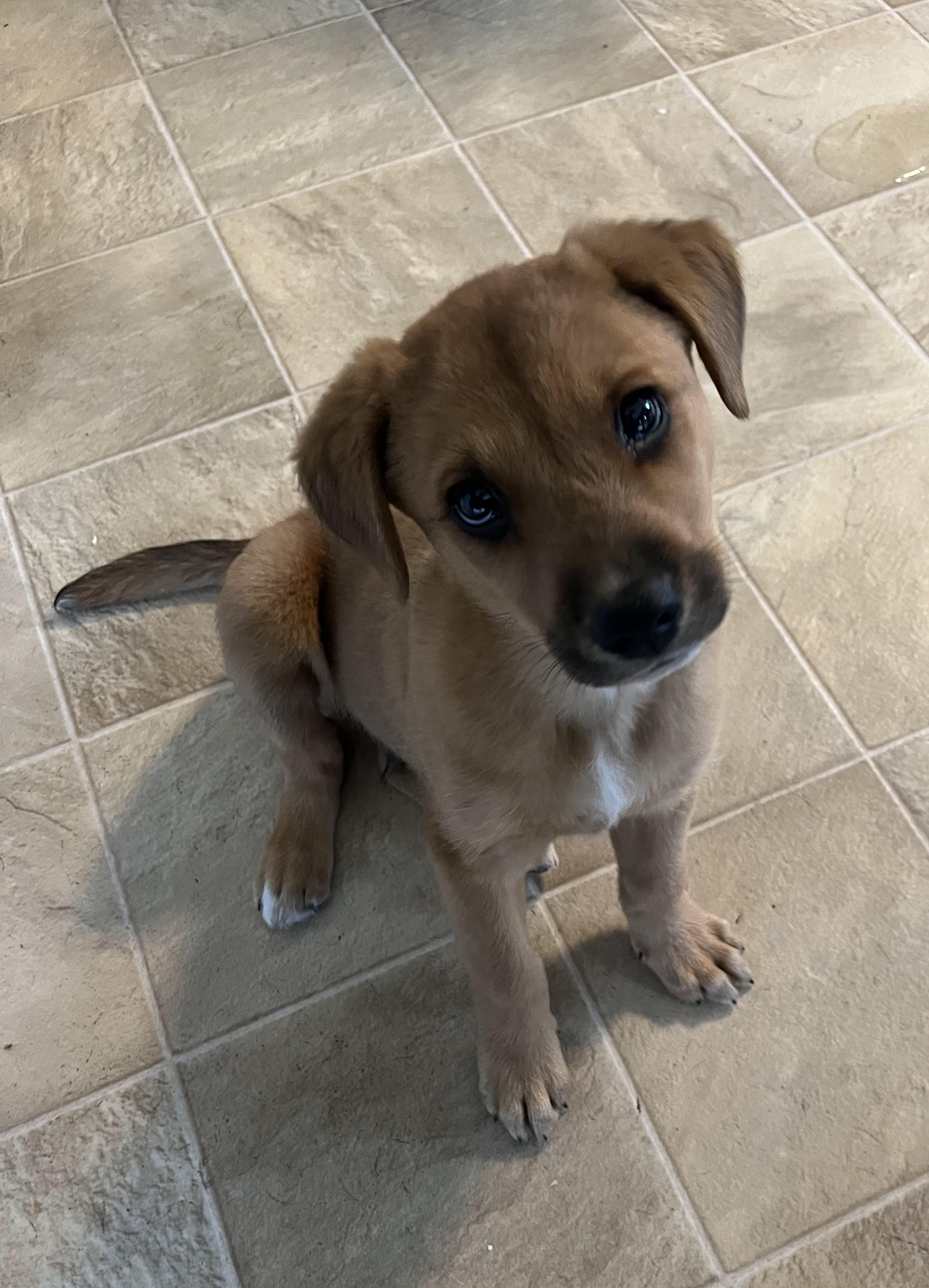 Nicholas , ADOPTABLE, Puppy Male Shepherd & Labrador Retriever.