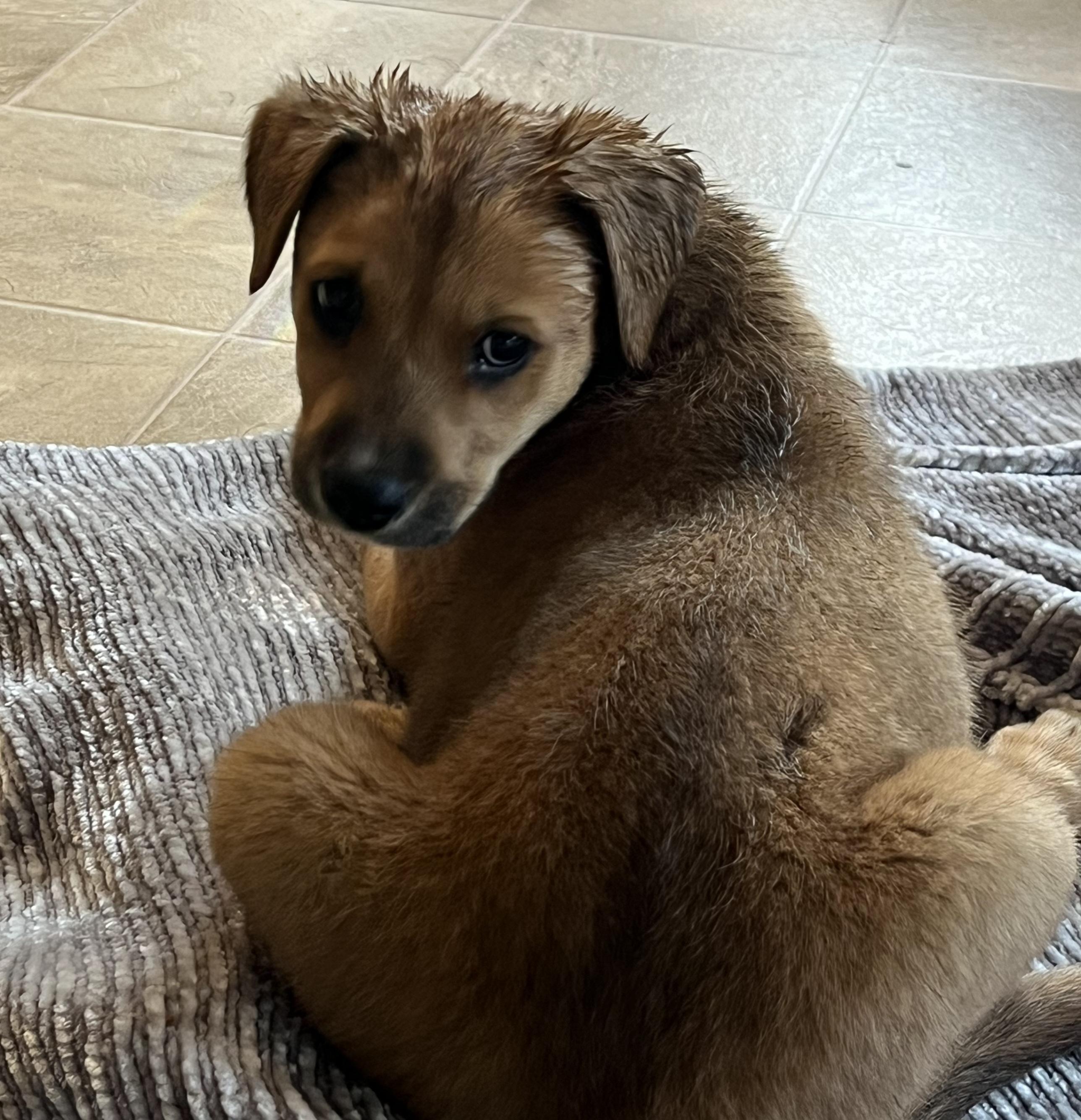 Enlarge Nicholas , a ADOPTABLE mixed breed in Elwood, NJ image 3/3