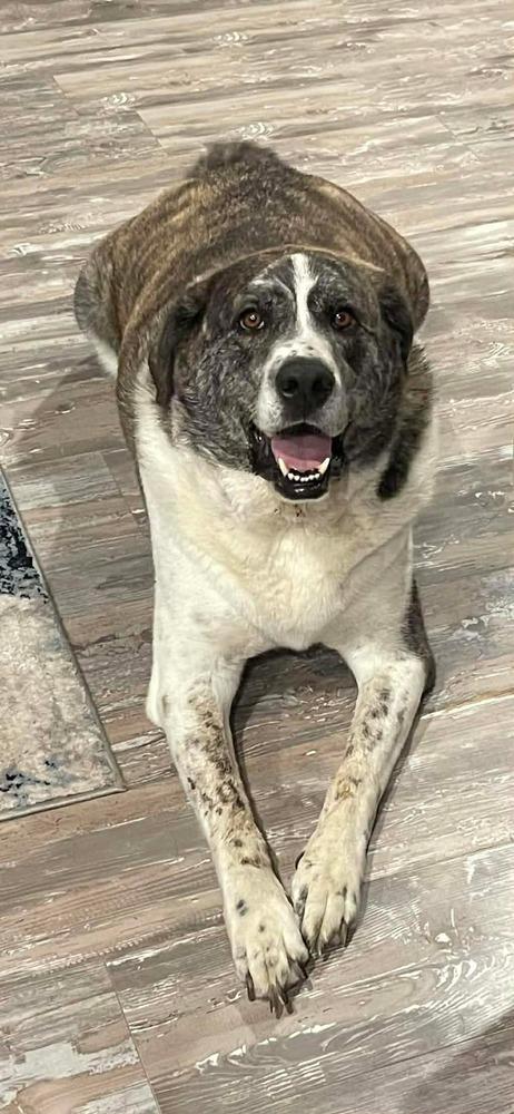 Big Bear, Adoptable, Adult Male Mastiff & Great Pyrenees.