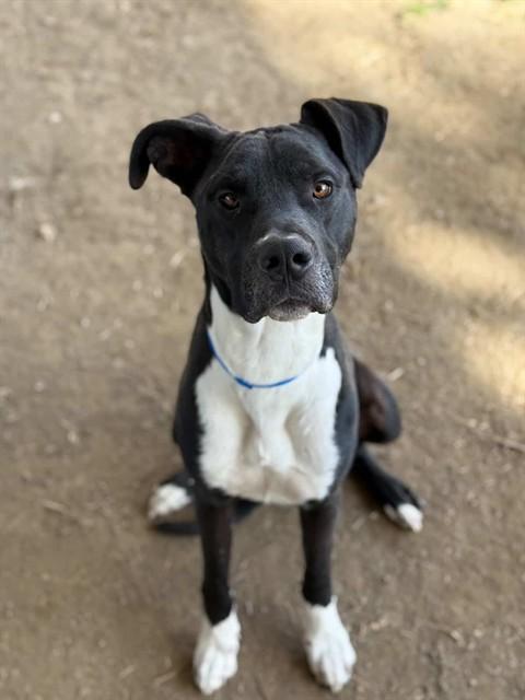 DANNY, Adoptable, Adult Male Great Dane & Mixed Breed.
