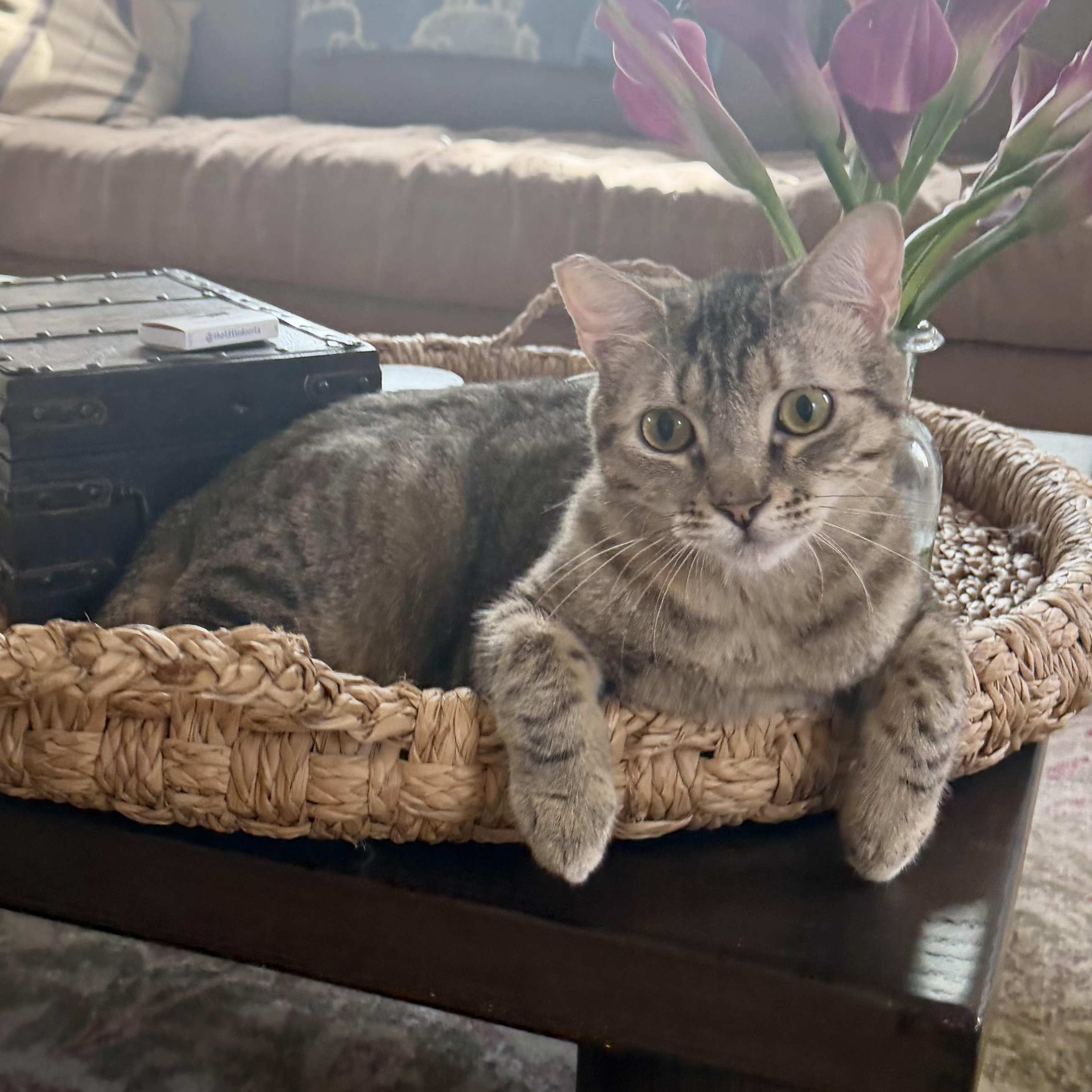 Enlarge Theodora, an adopted Domestic Short Hair in Los Angeles, CA image 6/6