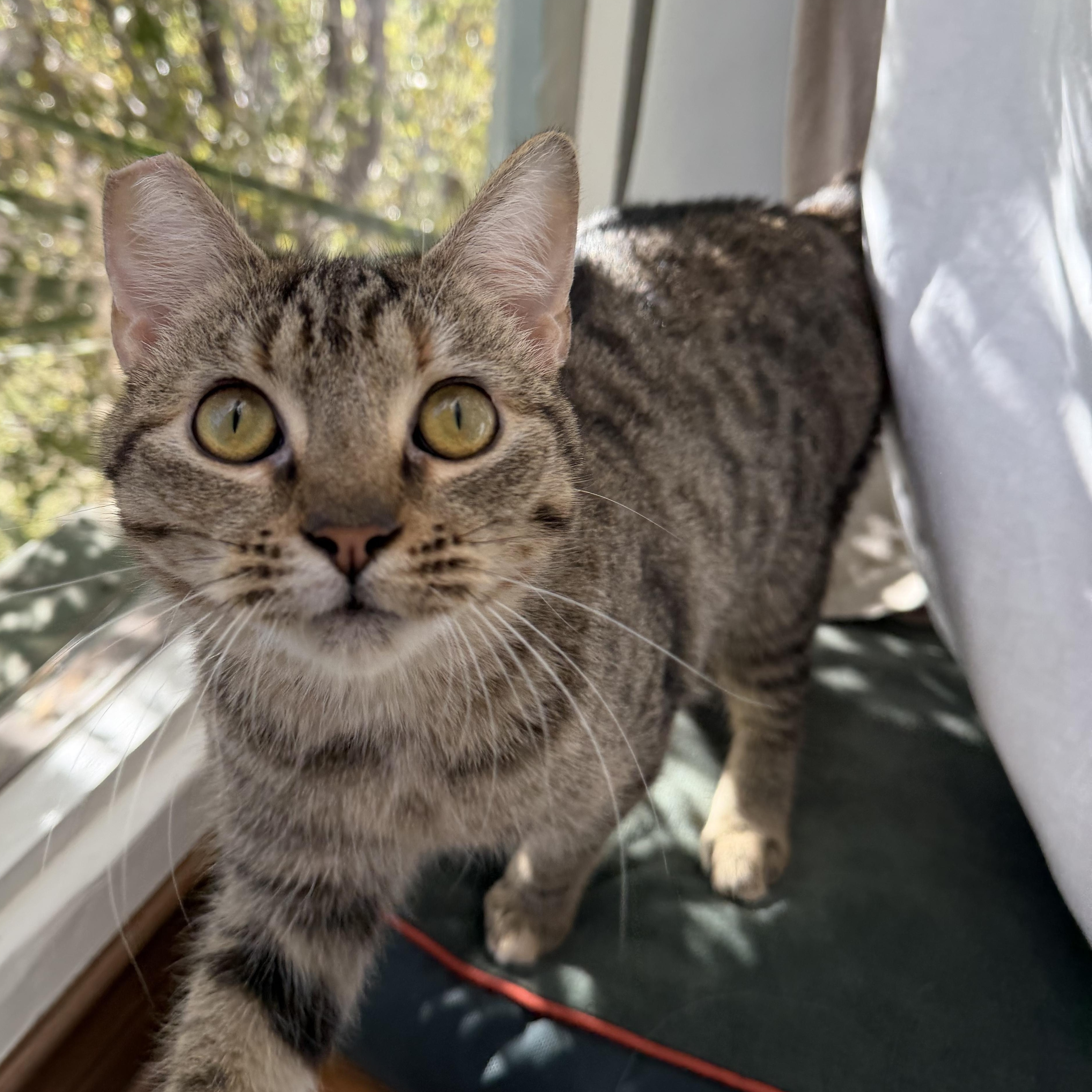 Enlarge Theodora, an adopted Domestic Short Hair in Los Angeles, CA image 4/6