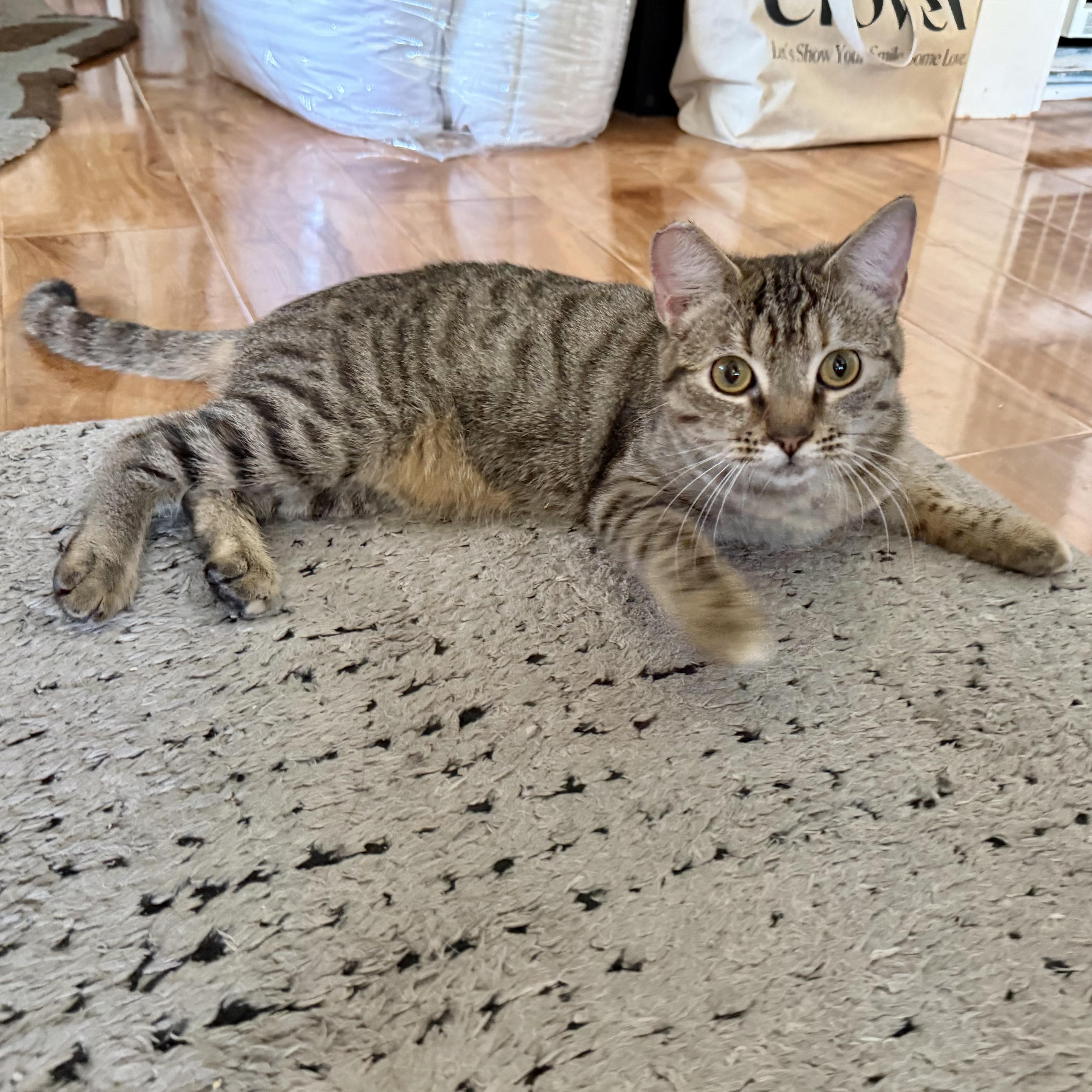 Theodora, adopted, Young Female Domestic Short Hair.