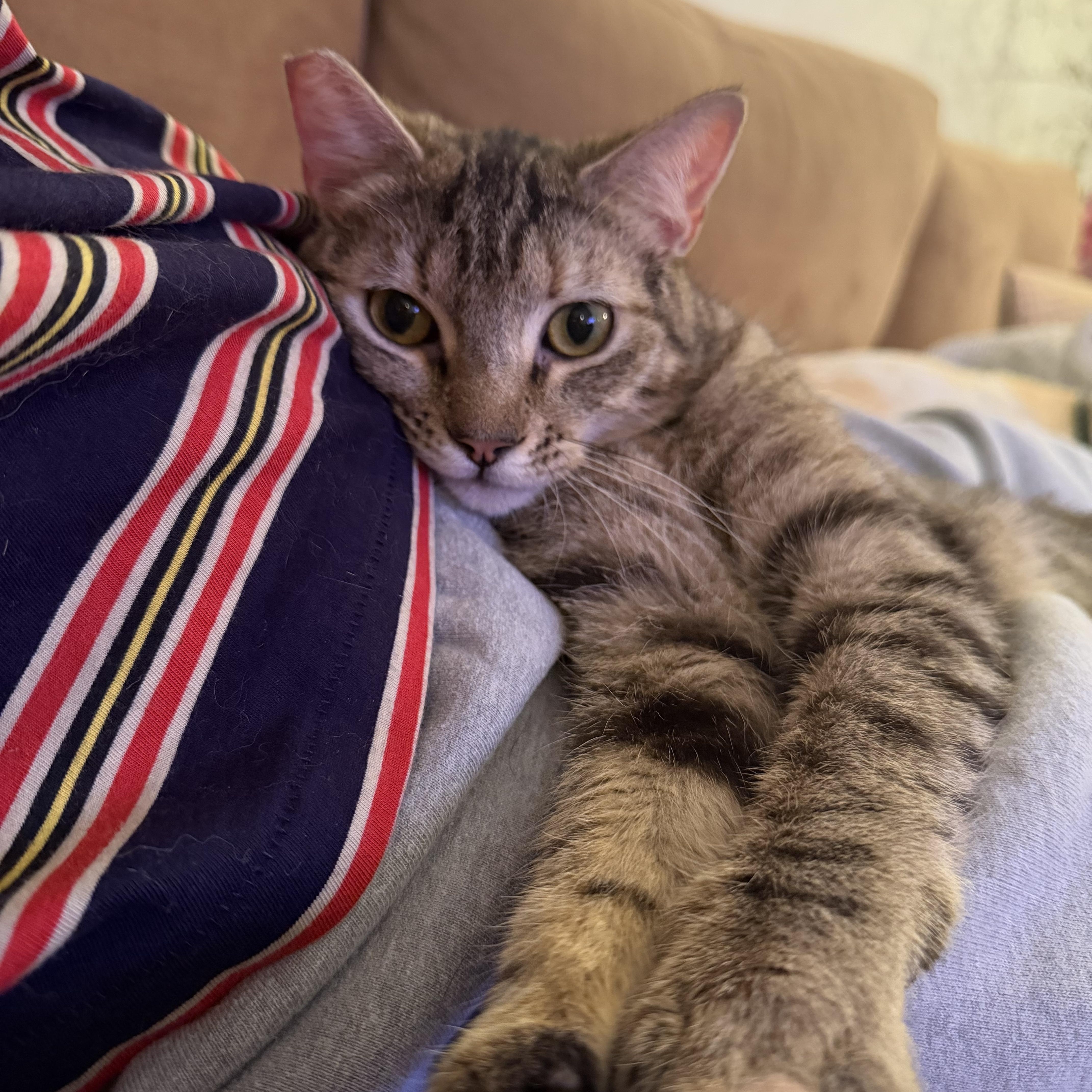 Enlarge Theodora, an adopted Domestic Short Hair in Los Angeles, CA image 5/6