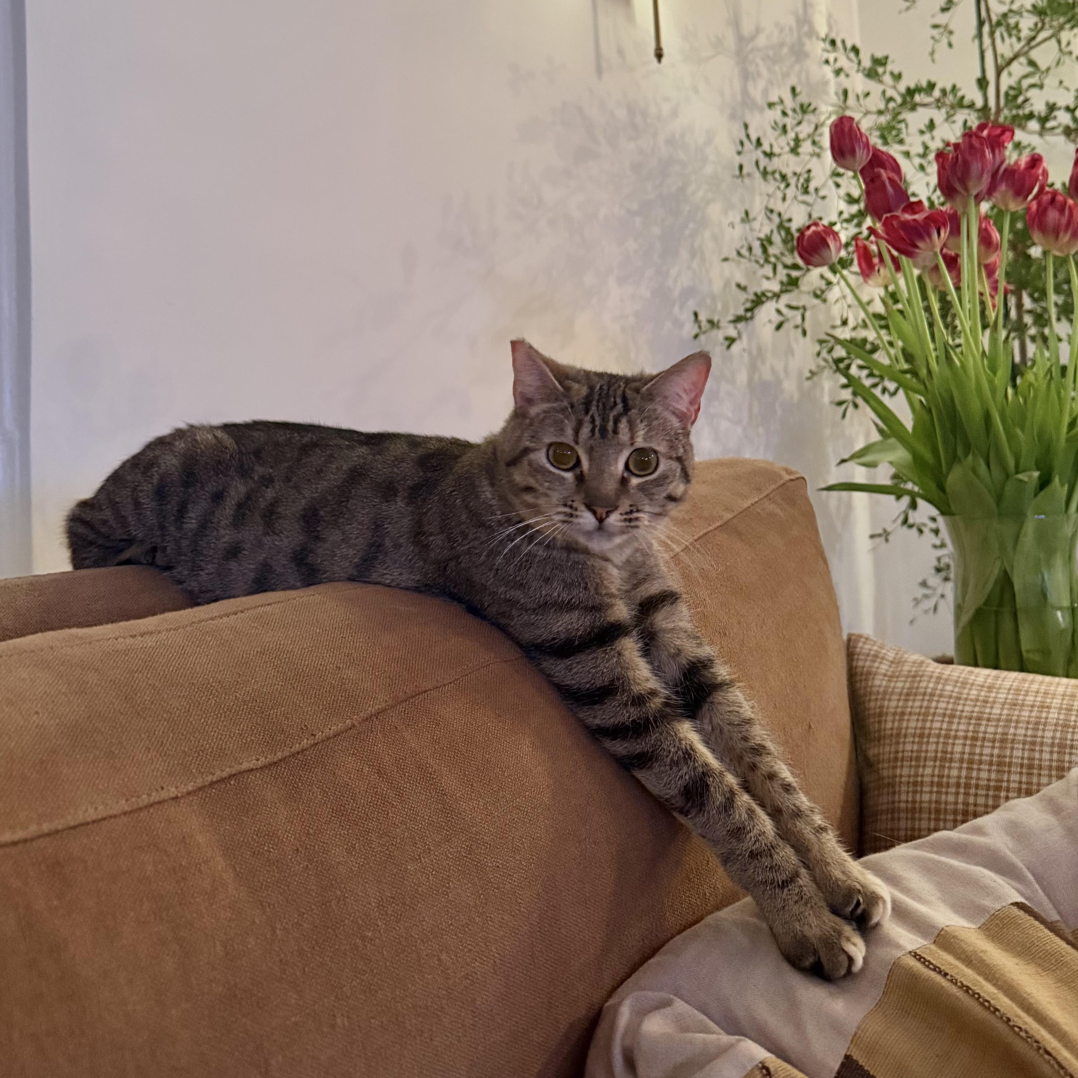 Enlarge Theodora, an adopted Domestic Short Hair in Los Angeles, CA image 3/6