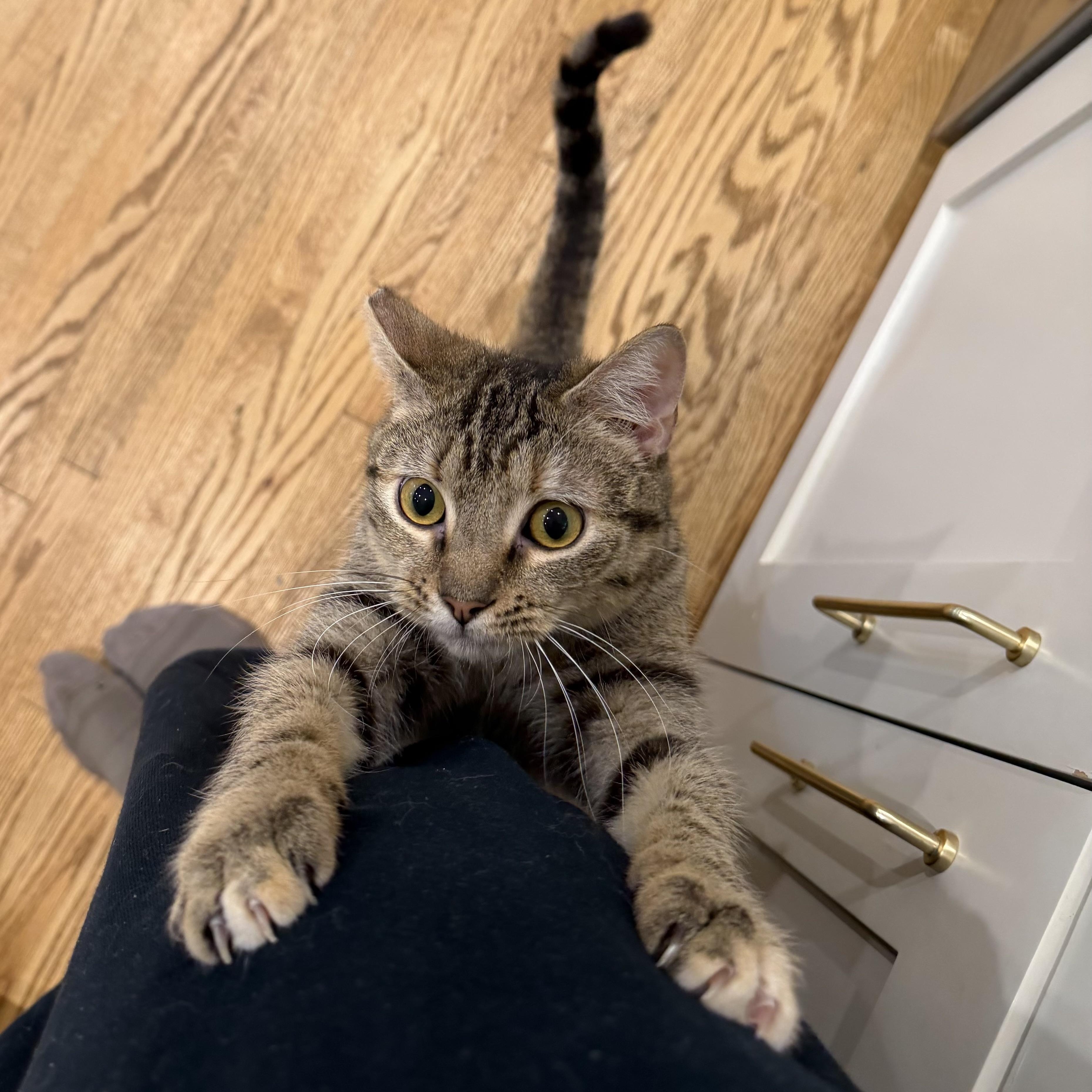 Enlarge Theodora, an adopted Domestic Short Hair in Los Angeles, CA image 2/6