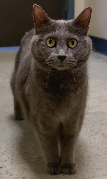 Sophie, Adoptable, Senior Female Domestic Short Hair & Domestic Short Hair.