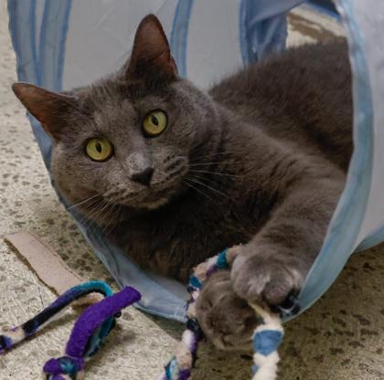 Enlarge Sophie, a Adoptable mixed breed in Baraboo, WI image 2/3