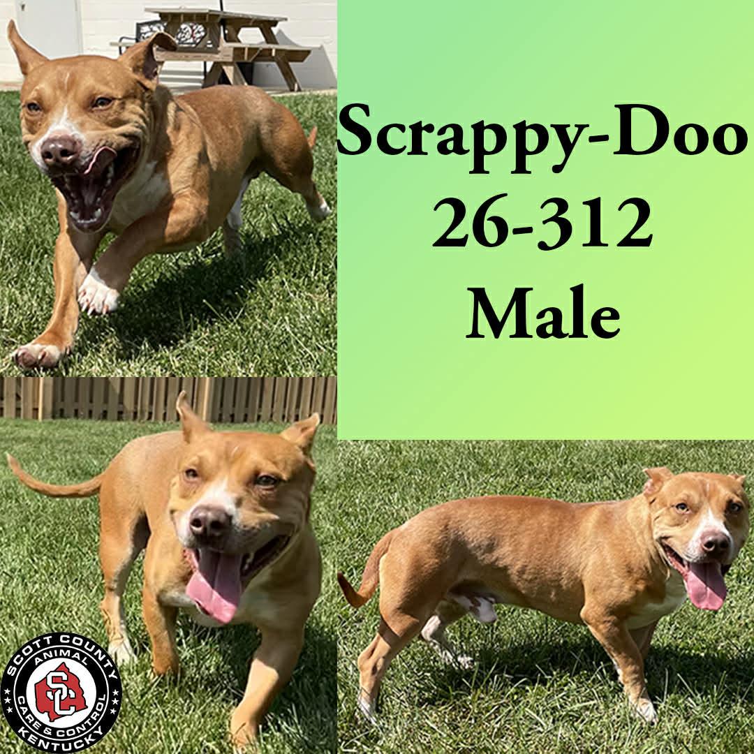 Scrappy-Doo, Adoptable, Adult Male Pit Bull Terrier.