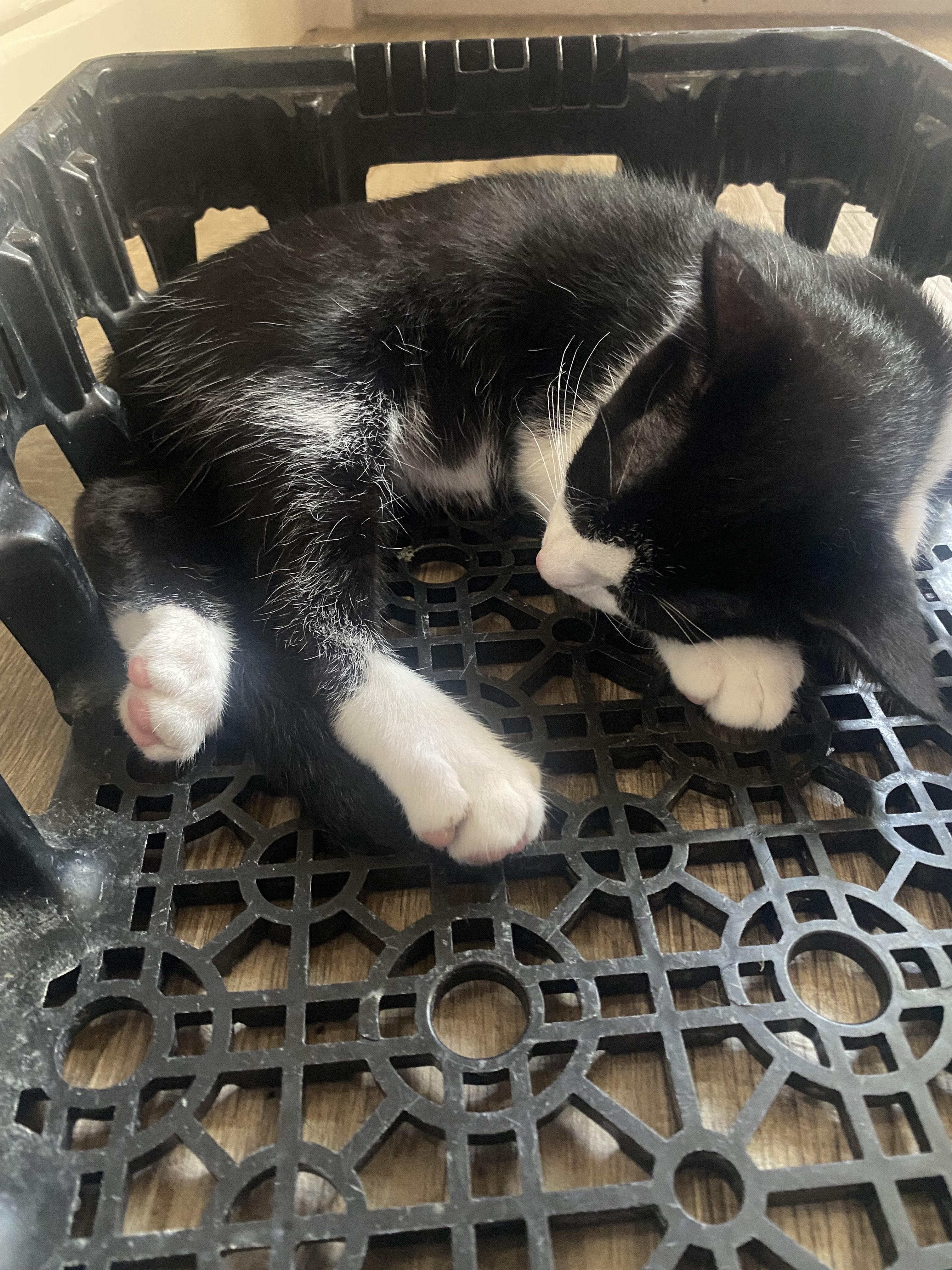 Tux **COURTESY LISTING**CONTACT OWNER DIRECTLY**