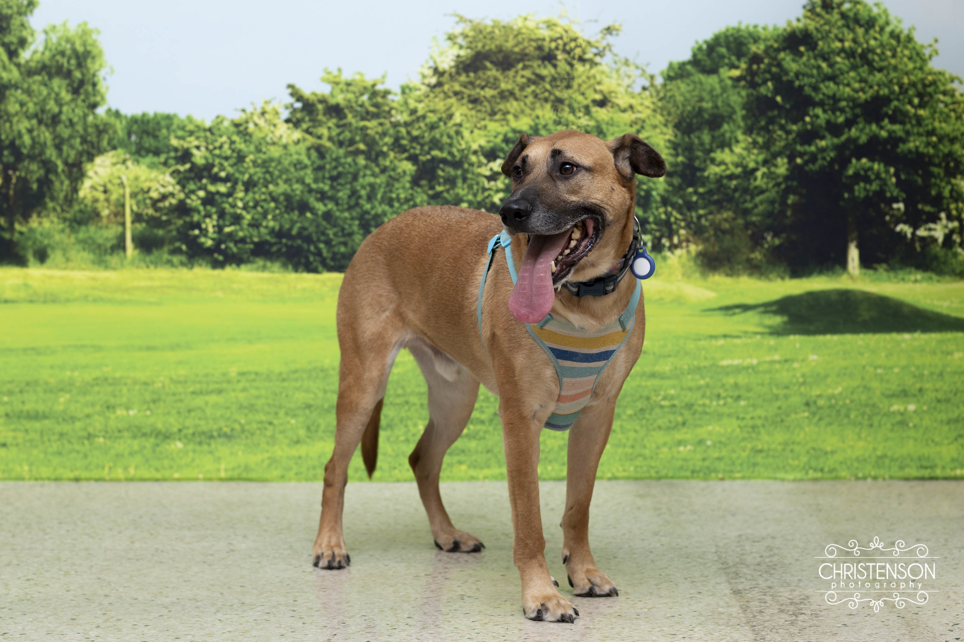 Enlarge Wade, an adoptable mixed breed in Farmington, MN image 1/6