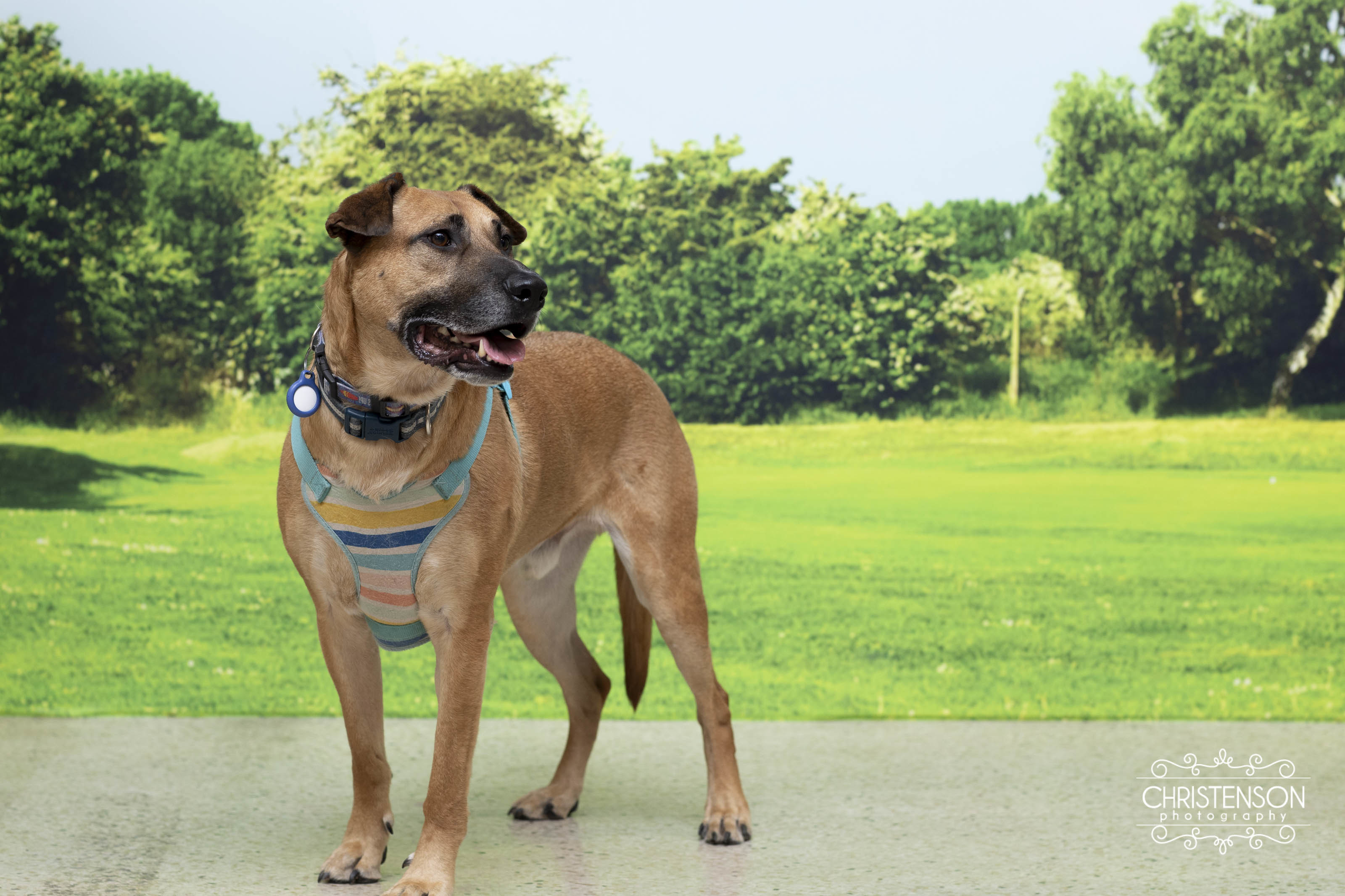 Enlarge Wade, an adoptable mixed breed in Farmington, MN image 2/6