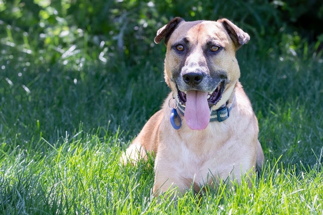 Enlarge Wade, an adoptable mixed breed in Farmington, MN image 3/6
