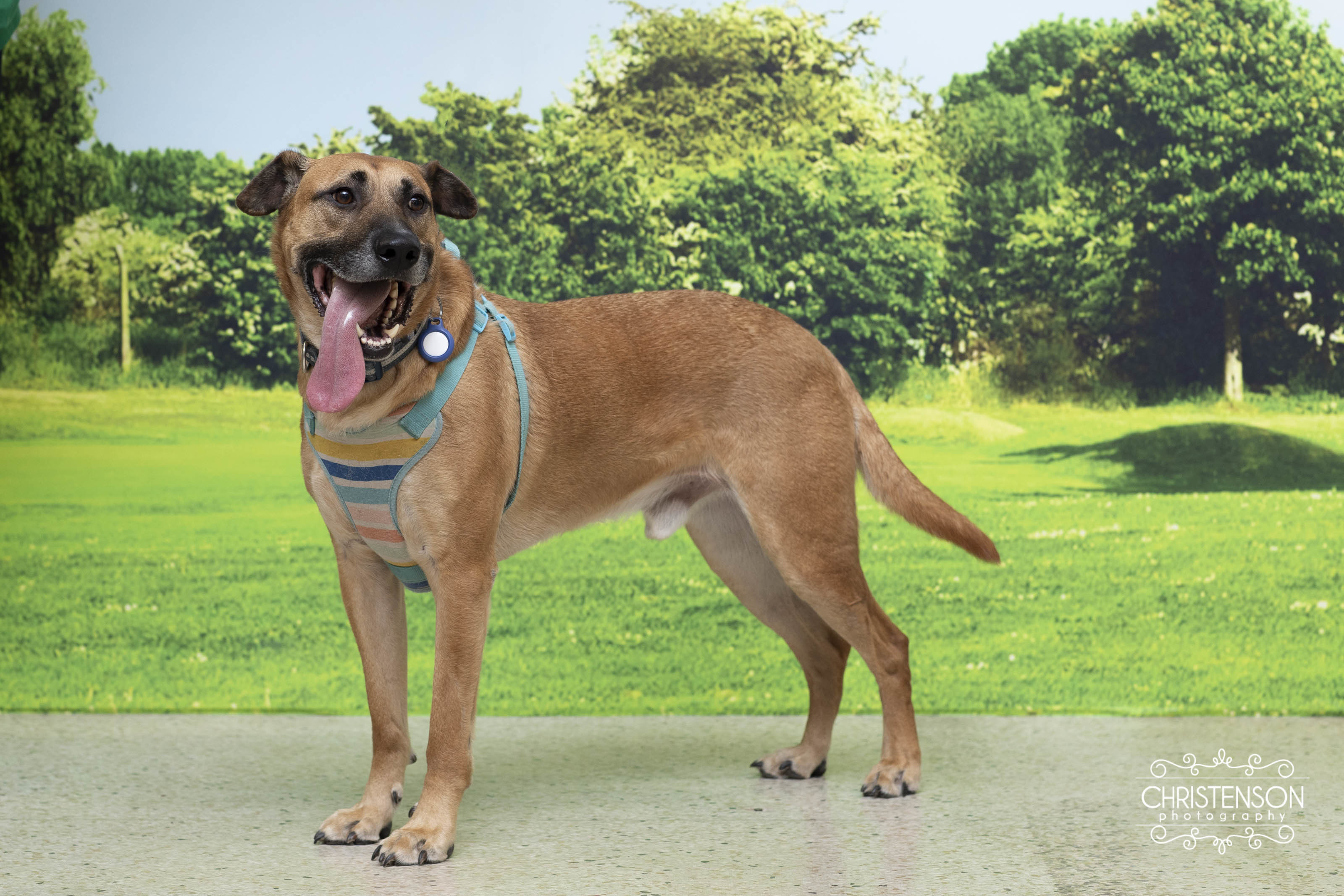 Enlarge Wade, an adoptable mixed breed in Farmington, MN image 4/6