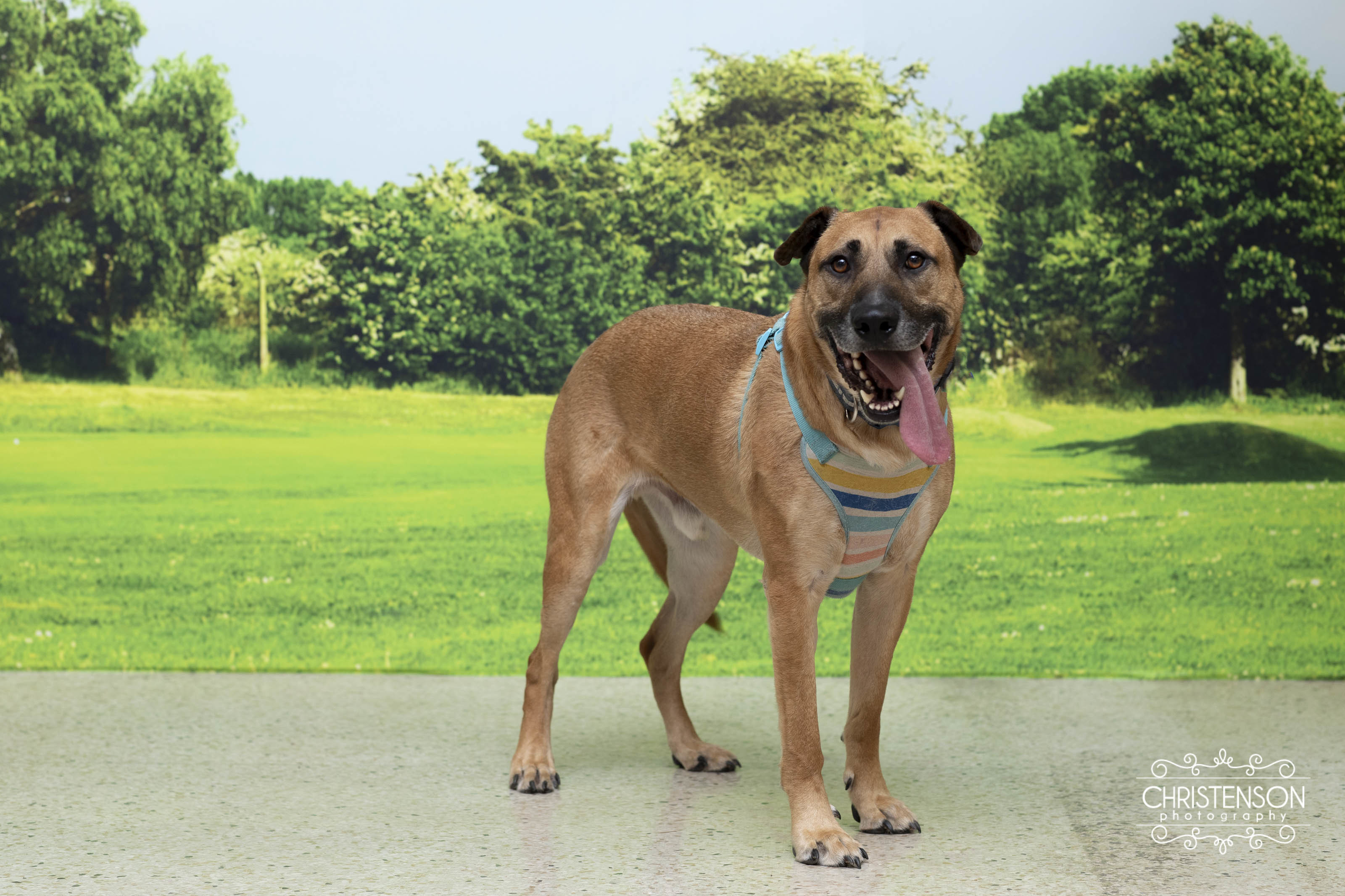 Enlarge Wade, an adoptable mixed breed in Farmington, MN image 5/6
