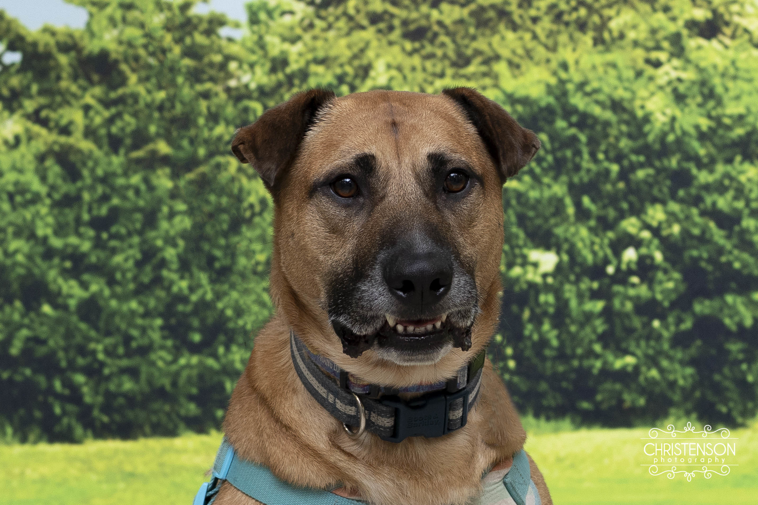Enlarge Wade, an adoptable mixed breed in Farmington, MN image 6/6