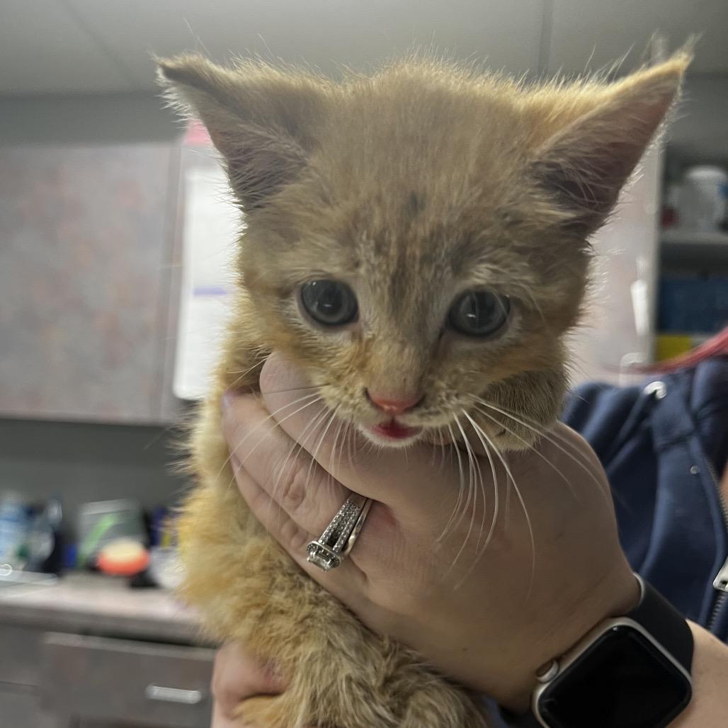 Pumpkin (In Foster), Adoptable, Kitten Female Domestic Short Hair.
