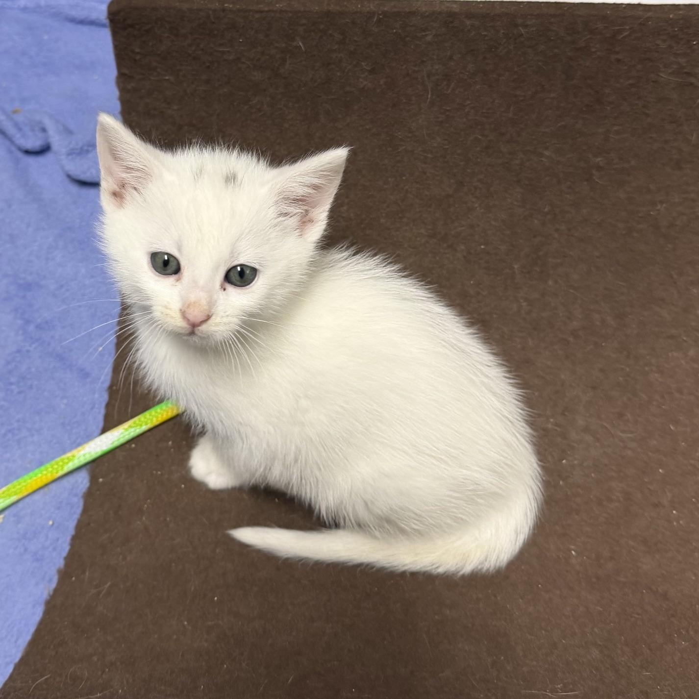 Enlarge Ibis, an adopted Domestic Short Hair in Portland, OR image 4/5