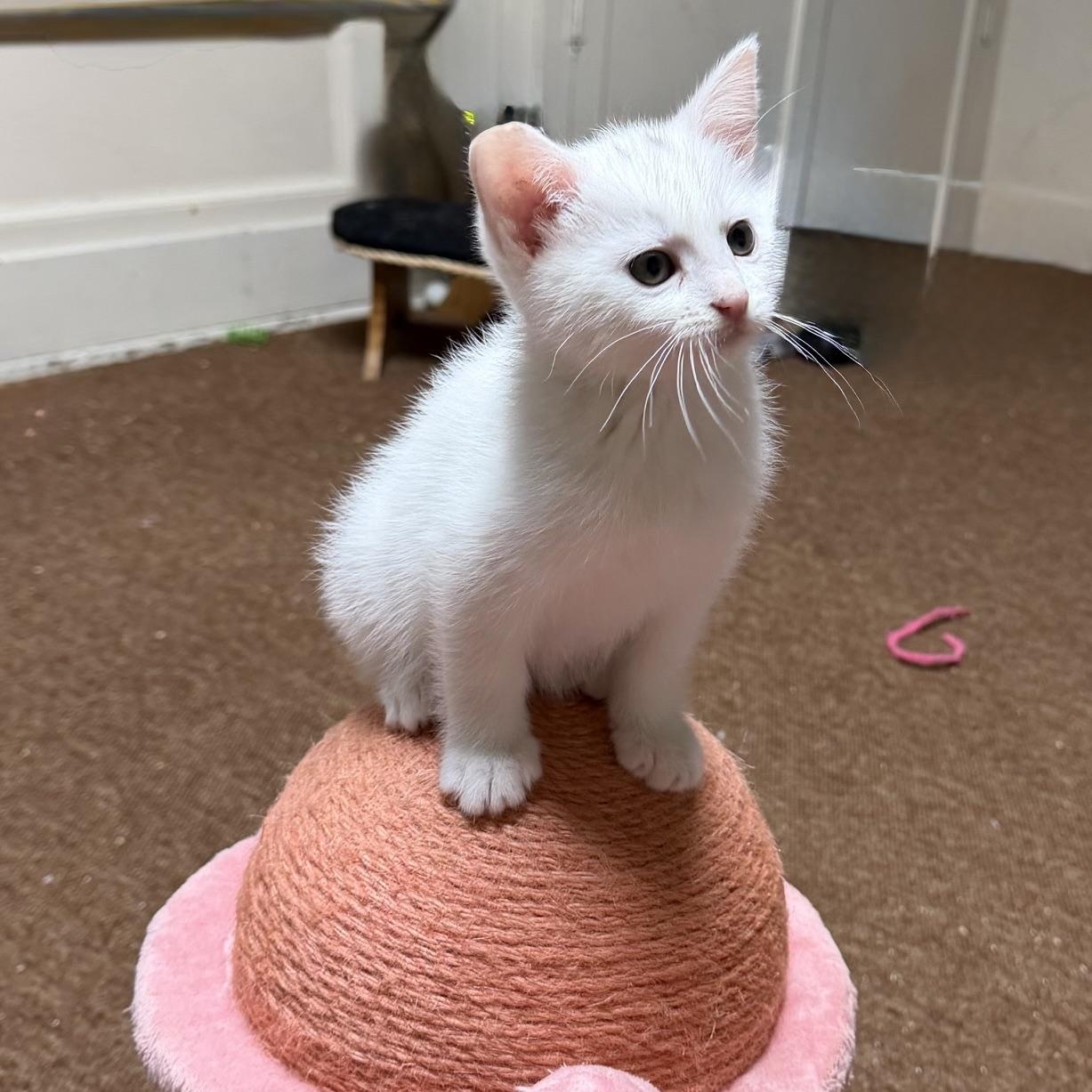 Enlarge Ibis, an adopted Domestic Short Hair in Portland, OR image 5/5